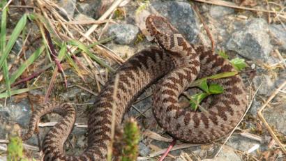 Symbolbild: Günter Hansbauer
Eine Wanderin ist beim Beerensammeln im tschechischen Nationalpark Böhmerwald von einer Kreuzotter gebissen worden.