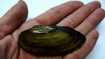 Bild: Gum/TUM/exb
Neben der Malermuschel (Bild), die als gefährdet gilt, gibt es im Eixendorfer Stausee auch die sehr gefährdete große Teichmuscheln und die Gemeine Tauchmuschel. Wenn die Baumaßnahmen beginnen, müssen die Muscheln in einen Teich oder Weiher, denn lange können sie auf dem Trockenen nicht überleben.