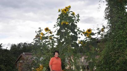Bild: dob
Hobbygärtnerin Erika Hilburger aus Böhmischbruck freut sich über ihre reichblühenden Sonnenblumen, die ihr längst über den Kopf gewachsen sind. Was die Vögel an Körnern fallen lassen, kommt im nächsten Jahr wieder als neue Pflanze zum Vorschein.