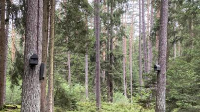 Bild: bö
Für das Gewerbegebiet Schafhof-Ost werden derzeit Ausgleichsflächen angelegt. Unter anderem sind in einem Biotop-Gehölz auch viele Nistkästen und Sommerquartiere für Fledermäuse aufgehängt worden. "Es soll ein sich der Natur überlassener Bereich werden", sagte Bürgermeister Erich Meidinger.