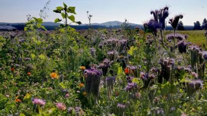 Bild: gis
Ein Eldorado für Insekten.