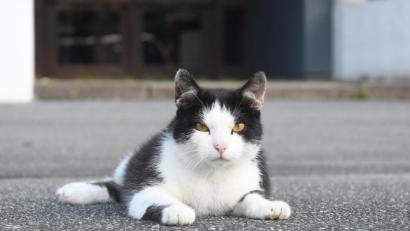 Bild: Gabi Schönberger
Diese Katze hält sich in der Weidener Innenstadt auf und macht einen gesunden Eindruck.