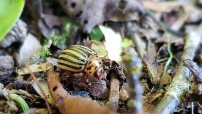 Bild: jak
So sieht der Kartoffelkäfer (Leptinotarsa decemlineata) aus. Gesichtet wurde er neben vielen weiteren Exemplaren in einem Garten in Waldthurn.