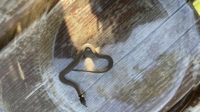 Bild: Polizeiinspektion Sulzbach-Rosenberg/exb
Diese Ringelnatter hatte sich in der Wohnung eines älteren Ehepaars in Sulzbach-Rosenberg eingenistet.