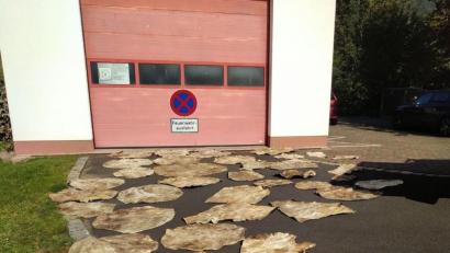 Bild: -
Tierhäute liegen vor dem Feuerwehrhaus von Wernarz, einem Ortsteil von Bad Brückenau. Foto: -/Stadt Bad Brückenau/dpa