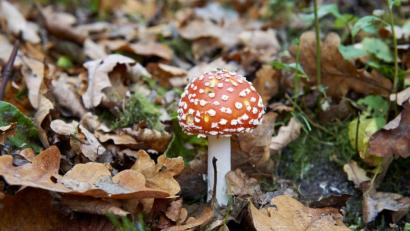 Bild: Andreas Schoelzel/exb
Gehört nicht zu den Speisepilzen: der Fliegenpilz.