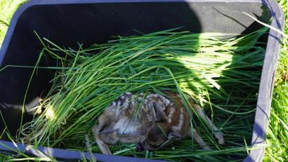 Bild: bkr
Ein durch Drohnenaufklärung gerettetes Rehkitz. In einer Wanne wird es in Sicherheit gebracht. Ein anderer Weg wäre, das Kitz mit einer Stange zu markieren, damit um den Lagerplatz gemäht werden kann.