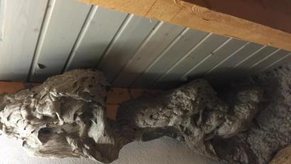 Bild: gi
Ein fast zwei Meter langes Kunstwerk hatten Wespen am Spitzboden unterm Dach errichtet. Jetzt ist es leer.