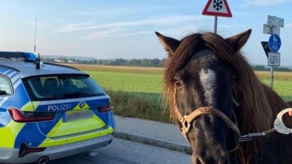 Bild: -
Eine Polizistin fängt ein Pony mit Handschellen ein. Foto: -/Bundespolizei/dpa