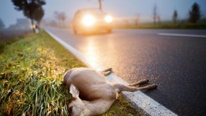 Symbolbild: Julian Stratenschulte/dpa
Ein totes Reh liegt nach der Kollision mit einem Auto am Straßenrand einer Landstrasse. Im Bereich der Jagdgenossenschaft Högling blieb die Zahl der Wildunfälle auf niedrigem Niveau.