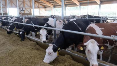 Bild: Sebastian Willnow/dpa
Ziel der Initiative war, den massenhaften Einsatz von bestimmten Antibiotika in der Tiermast zu beenden, um Resistenzen vorzubeugen.