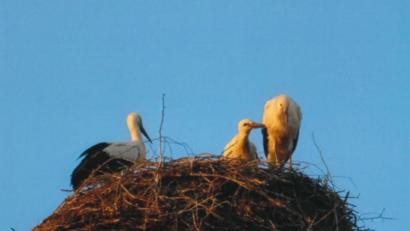 Bild: Karl Berr/exb
Drei Jungstörche wurden 2021 im Horst auf dem Dach des Pfarrhofs in Tirschenreuth groß.