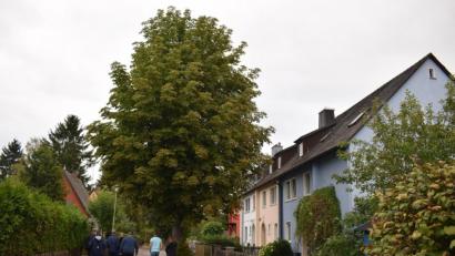 Bild: bnr
Der mächtige Kastanienbaum in der Böhmerwald Straße fällt demnächst der Säge zum Opfer. Sein Wurzelwerk verursachte wiederholt Schaden an der Kanalisation.