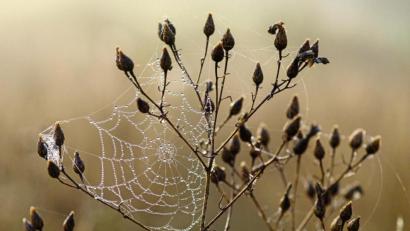 Bild:  Klaus-Dietmar Gabbert/dpa
Natürliche Herbstdekoration: Etwas Unordnung im Garten bietet Insekten und Spinnen die Gelegenheit, sich breit zu machen – und lässt bei Frühnebel unzählige Tautropfen glitzern.