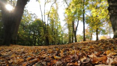 Bild: Wolfgang Steinbacher
Laut Wetterexperte Andy Neumaier ist der Herbst teils in Spätsommerlaune.