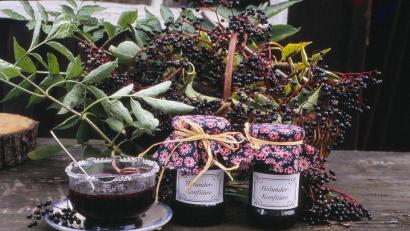 Bild: Guthjahr
Die schwarz-blauen Früchte des Holunders eignen sich als Konfitüre oder Saft. Der Holler ist reich an Phenolsäuren, die unser Immunsystem stärken und die körpereigenen Abwehrkräfte mobilisieren. In der Volksmedizin ist heißer Holundersaft ein wirksames Mittel gegen Erkältungskrankheiten.