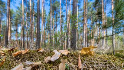 Symbolbild: Monika Skolimowska/dpa
Trockene Rinde und Kiefernnadeln liegen auf dem Boden in einem Kiefernwald.
