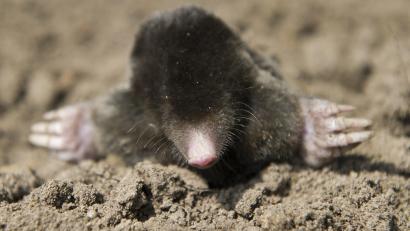 Symbolbild: Patrick Pleul/dpa
In Schwandorf hat jemand Fallen für Maulwürfe ausgelegt.