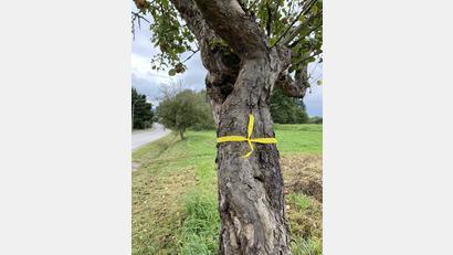 Bild: Stadt Neustadt/WN/exb
Ein markierter Apfelbaum am Breiten Weg.