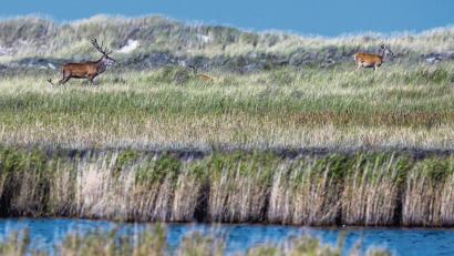 Bild: Jens Büttner/dpa
Der Nationalpark Vorpommersche Boddenlandschaft bietet auch Rothirschen ein Zuhause – die Tiere wurden vom Menschen bloß in die Wälder verdrängt.