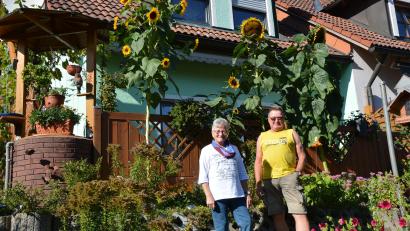 Bild: jr
Gertrud und Werner Teubner freuen sich über das prächtige Wachstum ihrer Sonnenblumen.