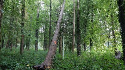Bild: Wolfgang Steinbacher
Einige Bäume sind schon von selbst gefallen, die anderen müssen nun entfernt werden: Bernhard Frank und Wolfgang Zehend vom Team Grün der Stadt Amberg und Florian Haas von der Unteren Naturschutzbehörde erklären, was es mit dem Eschentriebsterben in der Kräuterwiese in Amberg auf sich hat.