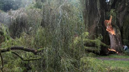 Bild: Wolfgang Steinbacher
Ein Pilz hat diese Weide in der Kräuterwiese in Amberg befallen und das Holz zersetzt. Ein großer Ast ist dadurch abgebrochen. Der Parkweg musste gesperrt werden.