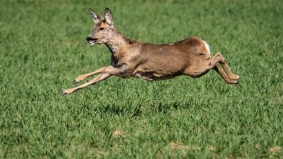 Symbolbild: Frank Rumpenhorst/dpa
Ein Reh flüchtet auf einem Feld.