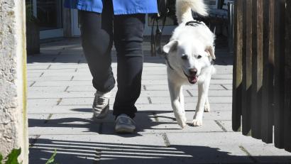 Archivbild: Gabi Schönberger
Was die Gemeinde Kümmersbruck an Geldern bei der Hundesteuer einnimmt, gibt sie wieder für die Hunde und ihre Besitzer aus.