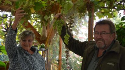 Bild: jr
Ruth und Engelbert Witt präsentieren die roten und weißen Weintrauben, zu Weihnachten wollen sie sich ein Gläschen Wein genehmigen.