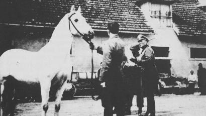 Bild: Sammlung Siegert
Ein Bild von historischer Bedeutung: Während ein Lippizaner am Zaum gehalten wird, diskutieren (rechts) der deutsche Wehrmachtsoffizier Hubert Rudofsky und der US-Colonel Charles Reed. Das Foto stammt aus den Stallungen von Hostau (Hostoun).