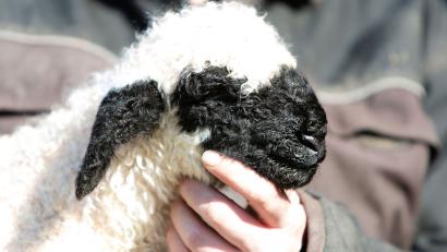 Symbolbild: Frank Molter
Ein wenige Stunden altes Walliser Schwarznasenschaf wird gestreichelt.