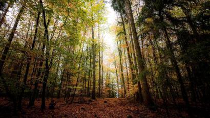 Bild: peter.mueller@oberpfalzmedien.de
Der Herbst in der Oberpfalz.
