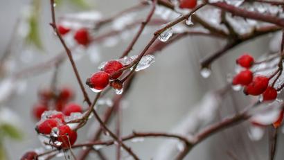 Symbolbild: Thomas Warnack/dpa
Hagebutten an einem Strauch sind mit Schnee und Eis überzogen.