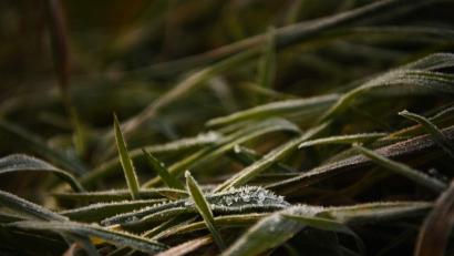 Symbolbild: Nicolas Armer/dpa
Leichter Frost ist am frühen Morgen auf Gräsern zu sehen.