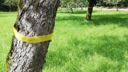 Bild: Andreas König/exb
An so gekennzeichneten Bäumen darf jetzt auch in Sulzbach-Rosenberg Obst geerntet werden.