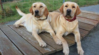 Bild: Evi Wagner
Labradorhündinnen Vicky und Gretel können sich über das, was manche Menschen über sie denken, nur wundern.