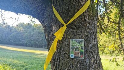 Bild: lei
Ein markierter Baum mit Obst für die Allgemeinheit.