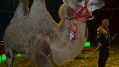 Bild: dob
Die Geschichte um den Circus Afrika findet bei der Bürgerversammlung in Altenstadt eine bemerkenswerte Fortsetzung.