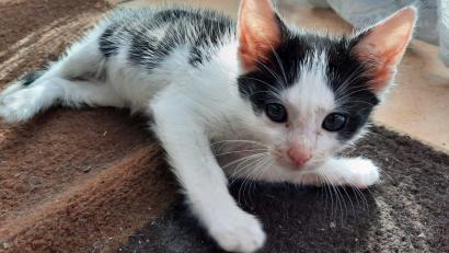 Bild: sei
Rund um die Uhr ist Nadine Hummel mit ihren Helfern auf den Beinen um junge Kätzchen vor dem Tod zu retten, sie kastrieren zu lassen und auafzupäppeln.