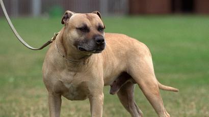 Bild: Bernd Thissen/dpa
Gibt es Kampfhunde in Kulmain? Die Frage beschäftigte den Gemeinderat nach einem Vorfall im Anzensteinweg.