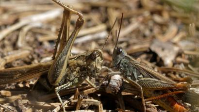 Bild: Thomas Stock/exb
Der Naturfilmer Thomas Stock zeigt am Dienstag seinen Film über Insekten in der Oberpfalz. Auch der Braune Grashüpfer kommt vor.