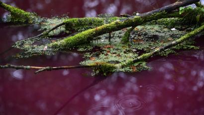 Bild: Florian Miedl
Der rote Weiher bei Schirnding