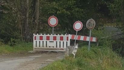 Bild: privat
Wolf oder Hund im Sauerbachtal?