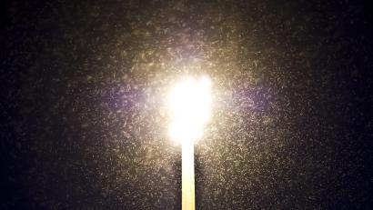Symbolbild: Ole Spata/dpa
Tausende Mücken kreisen hier um eine Lampe. Der Trabitzer Gemeinderat will eine Peitschenlampe vor einem Wohnhaus gegen "insektenfreundlichere" LED austauschen lassen.