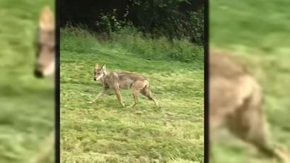 Bild: privat/exb
Der Wolf umrundet im gemächlichen Trab den Traktor und verschwindet im Wald, wenige hundert Meter von Voitenthan bei Friedenfels entfernt.