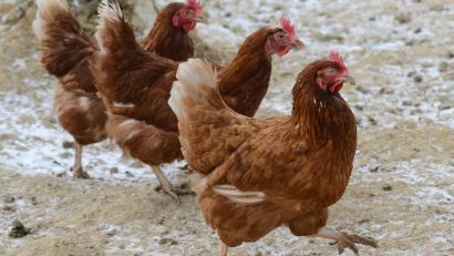 Symbolbild: Petra Hartl
Im Landkreis Cham konnte der erste bayerische Fall von Vogelgrippe in diesem Herbst festgestellt werden.