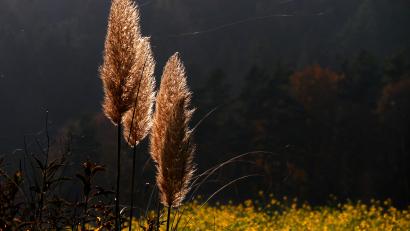 Bild: Helmut Luckhardt/exb
Wie schön sich die Gräser im Herbst im zarten Sonnenlicht wiegen.