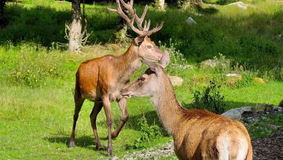 Bild: bsc
Für die quirlige Rotwild-Familie im Wildgehege des Naturparks Steinwald gibt es nun eine zusätzliche Futterquelle. Möglich macht dies ein Futterautomat, was nicht nur Kinder freuen dürfte.