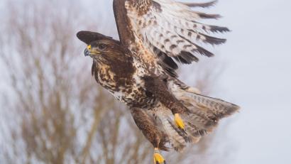Bild: Julian Stratenschulte
Ein Mäusebussard fliegt kurz seiner Auswilderung über ein Feld. Foto: Julian Stratenschulte/dpa/Symbolbild